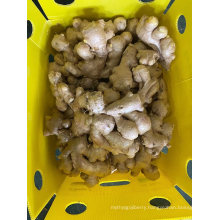 High Quality Air Dried Ginger From China